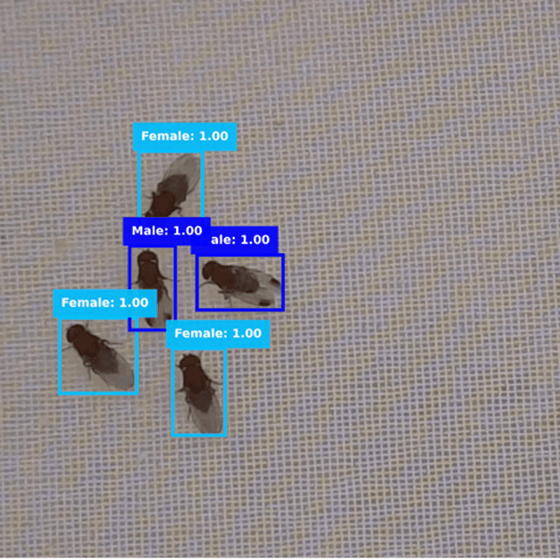 ResNet-50 Classifier